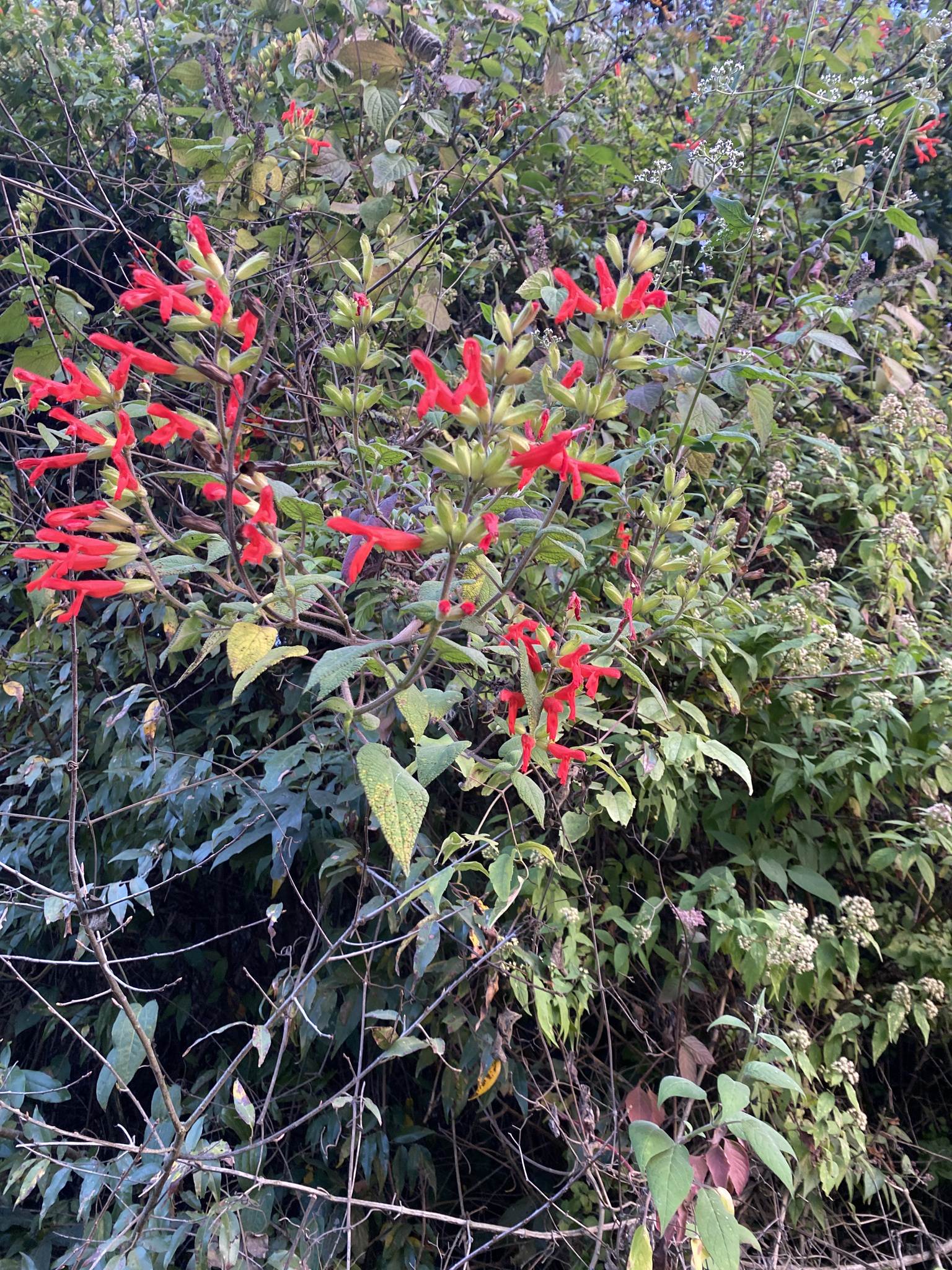 Salvia gesneriiflora